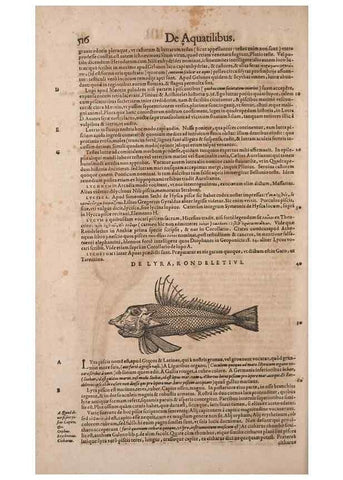Reproducción/Reproduction 14948831953: Conradi Gesneri medici Tigurini Historiae animalium liber IV :. Francofurti :In Bibliopolio Andreae Cambieri,anno MDCIIII [1604]