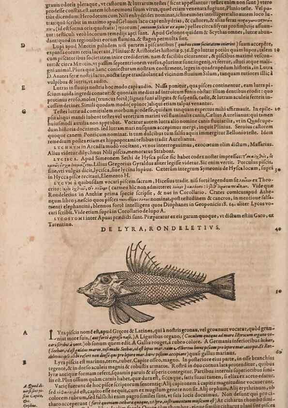 Reproducción/Reproduction 14948831953: Conradi Gesneri medici Tigurini Historiae animalium liber IV :. Francofurti :In Bibliopolio Andreae Cambieri,anno MDCIIII [1604]