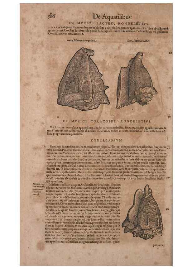 Reproducción/Reproduction 15566374941: Conradi Gesneri medici Tigurini Historiae animalium liber IV :. Francofurti :In Bibliopolio Andreae Cambieri,anno MDCIIII [1604]