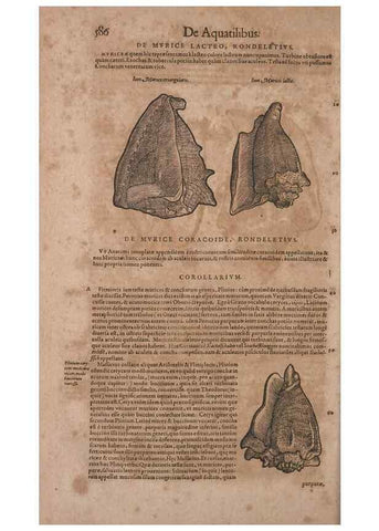 Reproducción/Reproduction 15566374941: Conradi Gesneri medici Tigurini Historiae animalium liber IV :. Francofurti :In Bibliopolio Andreae Cambieri,anno MDCIIII [1604]