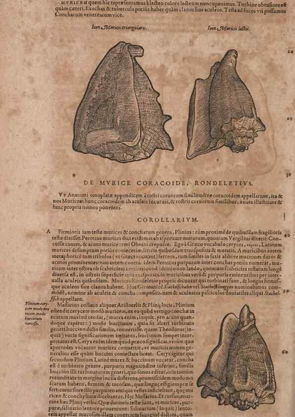 Reproducción/Reproduction 15566374941: Conradi Gesneri medici Tigurini Historiae animalium liber IV :. Francofurti :In Bibliopolio Andreae Cambieri,anno MDCIIII [1604]