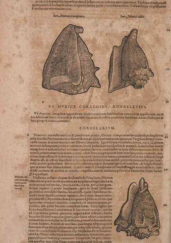 Reproducción/Reproduction 15566374941: Conradi Gesneri medici Tigurini Historiae animalium liber IV :. Francofurti :In Bibliopolio Andreae Cambieri,anno MDCIIII [1604]