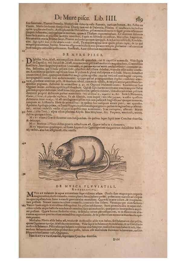 Reproducción/Reproduction 14948297864: Conradi Gesneri medici Tigurini Historiae animalium liber IV :. Francofurti :In Bibliopolio Andreae Cambieri,anno MDCIIII [1604]