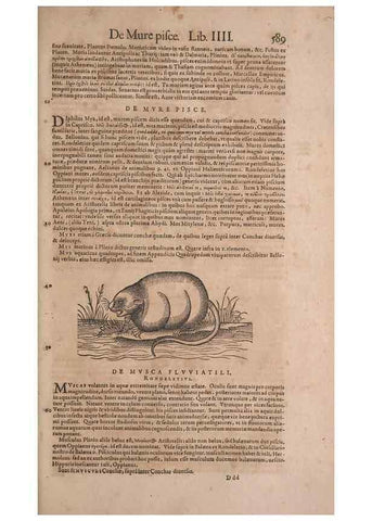 Reproducción/Reproduction 14948297864: Conradi Gesneri medici Tigurini Historiae animalium liber IV :. Francofurti :In Bibliopolio Andreae Cambieri,anno MDCIIII [1604]