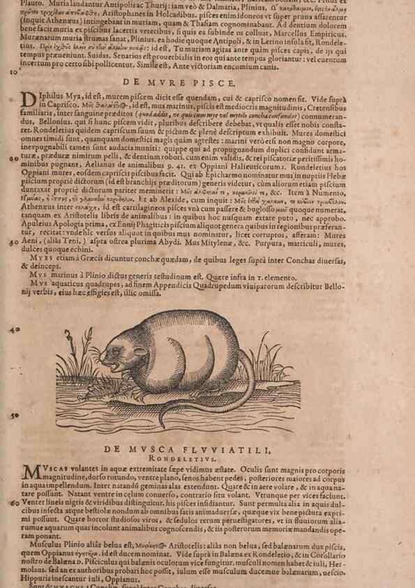 Reproducción/Reproduction 14948297864: Conradi Gesneri medici Tigurini Historiae animalium liber IV :. Francofurti :In Bibliopolio Andreae Cambieri,anno MDCIIII [1604]