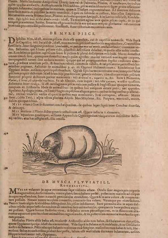 Reproducción/Reproduction 14948297864: Conradi Gesneri medici Tigurini Historiae animalium liber IV :. Francofurti :In Bibliopolio Andreae Cambieri,anno MDCIIII [1604]