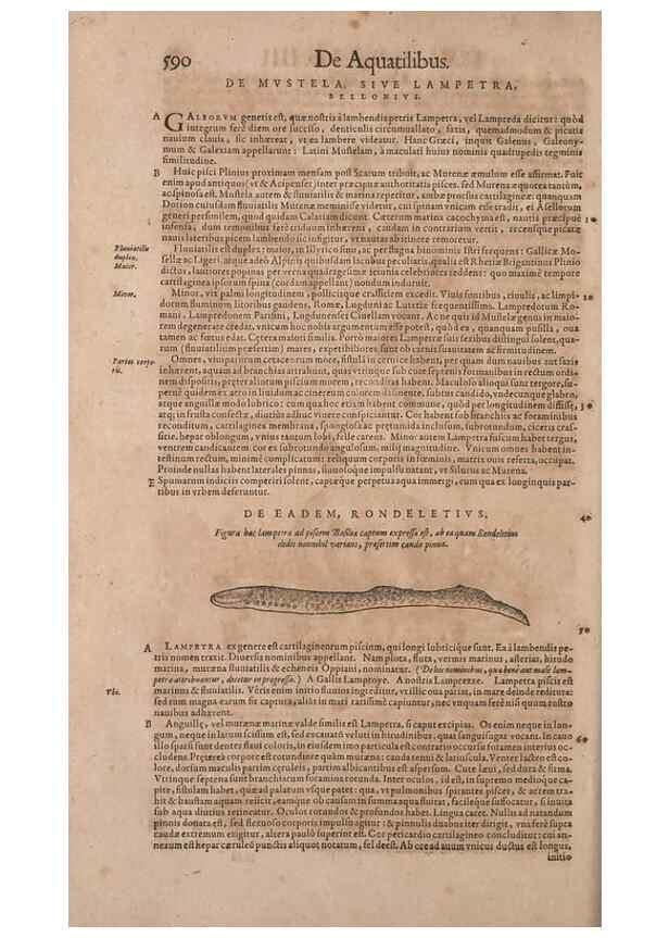 Reproducción/Reproduction 15382417969: Conradi Gesneri medici Tigurini Historiae animalium liber IV :. Francofurti :In Bibliopolio Andreae Cambieri,anno MDCIIII [1604]