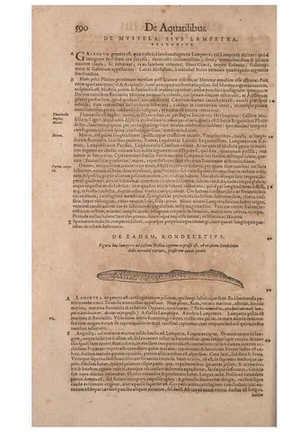 Reproducción/Reproduction 15382417969: Conradi Gesneri medici Tigurini Historiae animalium liber IV :. Francofurti :In Bibliopolio Andreae Cambieri,anno MDCIIII [1604]