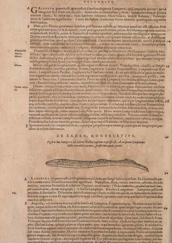 Reproducción/Reproduction 15382417969: Conradi Gesneri medici Tigurini Historiae animalium liber IV :. Francofurti :In Bibliopolio Andreae Cambieri,anno MDCIIII [1604]
