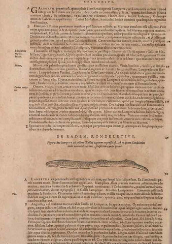 Reproducción/Reproduction 15382417969: Conradi Gesneri medici Tigurini Historiae animalium liber IV :. Francofurti :In Bibliopolio Andreae Cambieri,anno MDCIIII [1604]