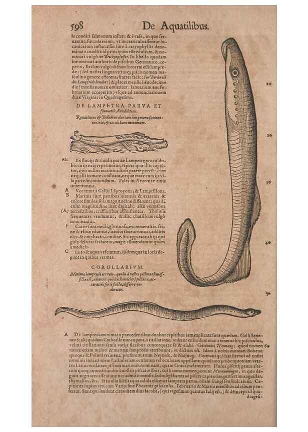 Reproducción/Reproduction 15545349956: Conradi Gesneri medici Tigurini Historiae animalium liber IV :. Francofurti :In Bibliopolio Andreae Cambieri,anno MDCIIII [1604]