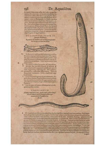 Reproducción/Reproduction 15545349956: Conradi Gesneri medici Tigurini Historiae animalium liber IV :. Francofurti :In Bibliopolio Andreae Cambieri,anno MDCIIII [1604]