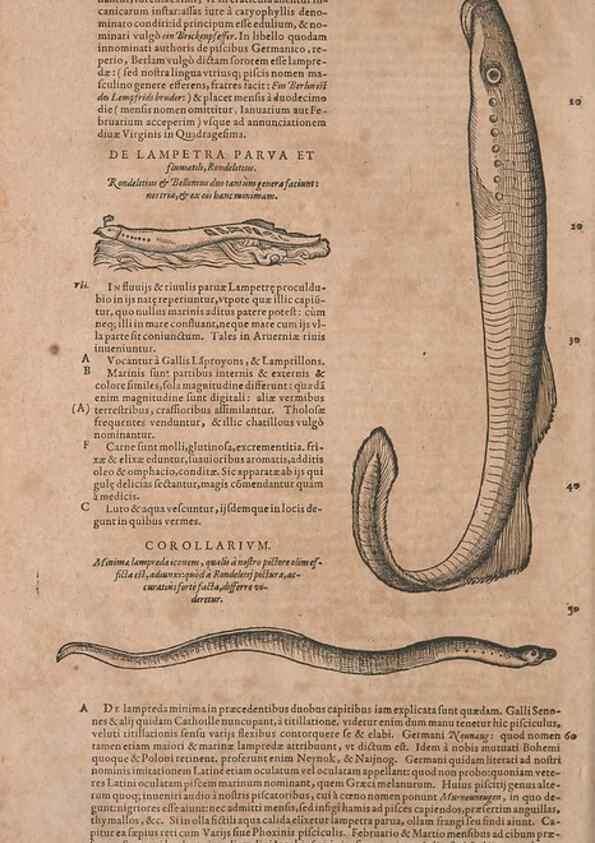 Reproducción/Reproduction 15545349956: Conradi Gesneri medici Tigurini Historiae animalium liber IV :. Francofurti :In Bibliopolio Andreae Cambieri,anno MDCIIII [1604]