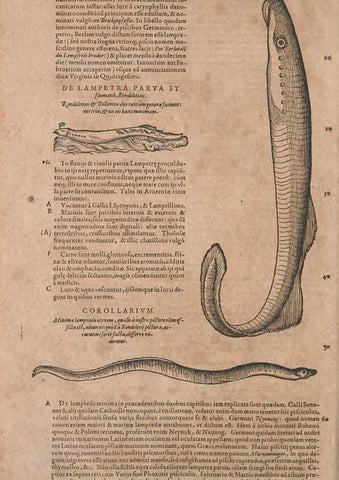 Reproducción/Reproduction 15545349956: Conradi Gesneri medici Tigurini Historiae animalium liber IV :. Francofurti :In Bibliopolio Andreae Cambieri,anno MDCIIII [1604]