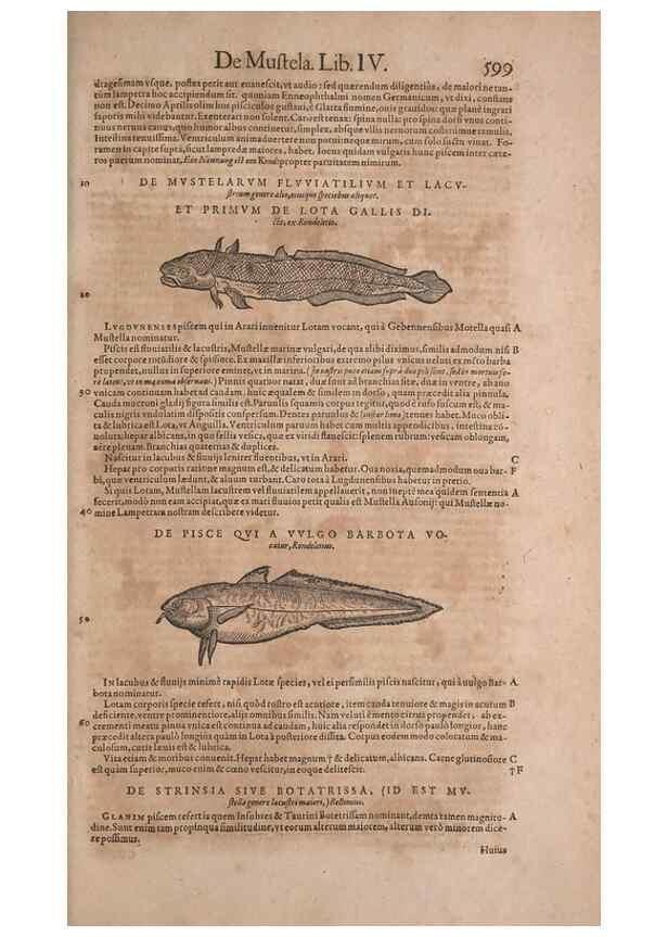 Reproducción/Reproduction 15545351856: Conradi Gesneri medici Tigurini Historiae animalium liber IV :. Francofurti :In Bibliopolio Andreae Cambieri,anno MDCIIII [1604]