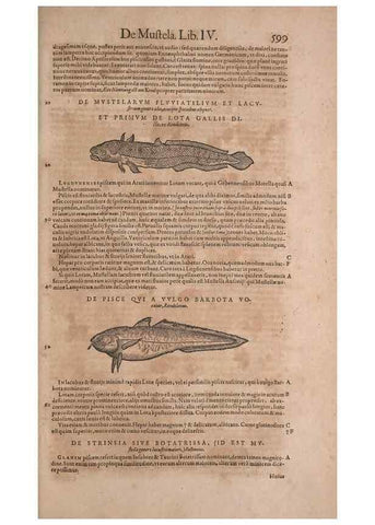Reproducción/Reproduction 15545351856: Conradi Gesneri medici Tigurini Historiae animalium liber IV :. Francofurti :In Bibliopolio Andreae Cambieri,anno MDCIIII [1604]