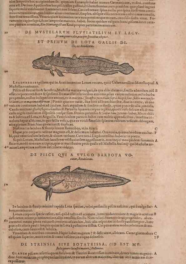 Reproducción/Reproduction 15545351856: Conradi Gesneri medici Tigurini Historiae animalium liber IV :. Francofurti :In Bibliopolio Andreae Cambieri,anno MDCIIII [1604]