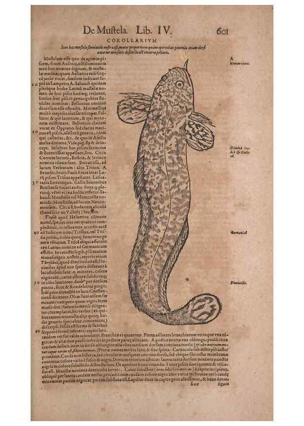 Reproducción/Reproduction 15383048267: Conradi Gesneri medici Tigurini Historiae animalium liber IV :. Francofurti :In Bibliopolio Andreae Cambieri,anno MDCIIII [1604]
