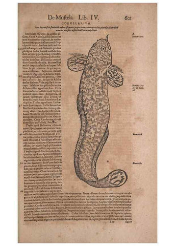 Reproducción/Reproduction 15383048267: Conradi Gesneri medici Tigurini Historiae animalium liber IV :. Francofurti :In Bibliopolio Andreae Cambieri,anno MDCIIII [1604]