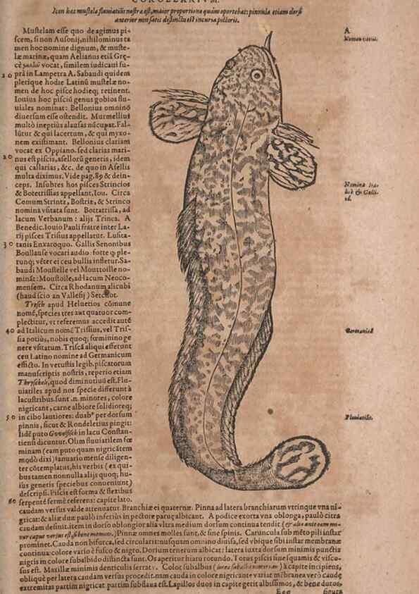 Reproducción/Reproduction 15383048267: Conradi Gesneri medici Tigurini Historiae animalium liber IV :. Francofurti :In Bibliopolio Andreae Cambieri,anno MDCIIII [1604]