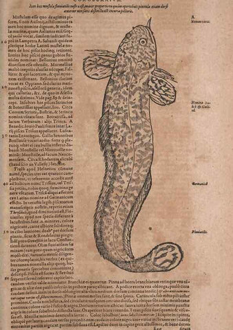 Reproducción/Reproduction 15383048267: Conradi Gesneri medici Tigurini Historiae animalium liber IV :. Francofurti :In Bibliopolio Andreae Cambieri,anno MDCIIII [1604]