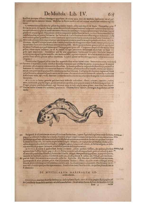 Reproducción/Reproduction 14948307564: Conradi Gesneri medici Tigurini Historiae animalium liber IV :. Francofurti :In Bibliopolio Andreae Cambieri,anno MDCIIII [1604]