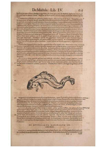 Reproducción/Reproduction 14948307564: Conradi Gesneri medici Tigurini Historiae animalium liber IV :. Francofurti :In Bibliopolio Andreae Cambieri,anno MDCIIII [1604]