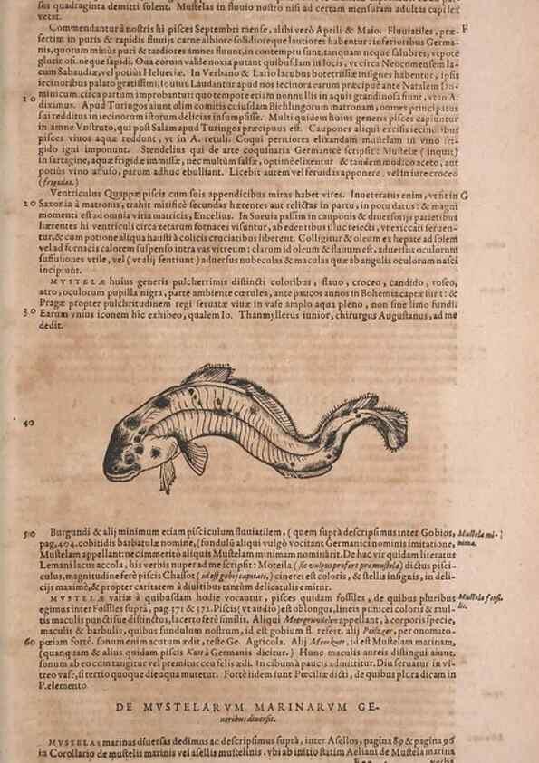 Reproducción/Reproduction 14948307564: Conradi Gesneri medici Tigurini Historiae animalium liber IV :. Francofurti :In Bibliopolio Andreae Cambieri,anno MDCIIII [1604]