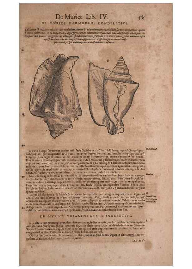 Reproducción/Reproduction 14948294184: Conradi Gesneri medici Tigurini Historiae animalium liber IV :. Francofurti :In Bibliopolio Andreae Cambieri,anno MDCIIII [1604]