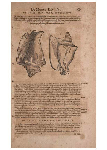 Reproducción/Reproduction 14948294184: Conradi Gesneri medici Tigurini Historiae animalium liber IV :. Francofurti :In Bibliopolio Andreae Cambieri,anno MDCIIII [1604]
