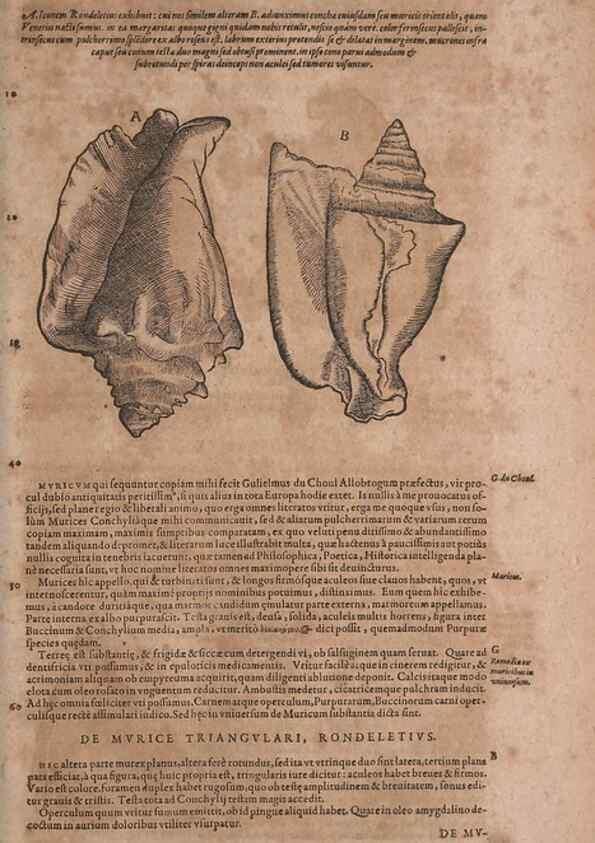 Reproducción/Reproduction 14948294184: Conradi Gesneri medici Tigurini Historiae animalium liber IV :. Francofurti :In Bibliopolio Andreae Cambieri,anno MDCIIII [1604]