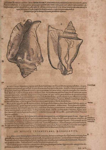 Reproducción/Reproduction 14948294184: Conradi Gesneri medici Tigurini Historiae animalium liber IV :. Francofurti :In Bibliopolio Andreae Cambieri,anno MDCIIII [1604]