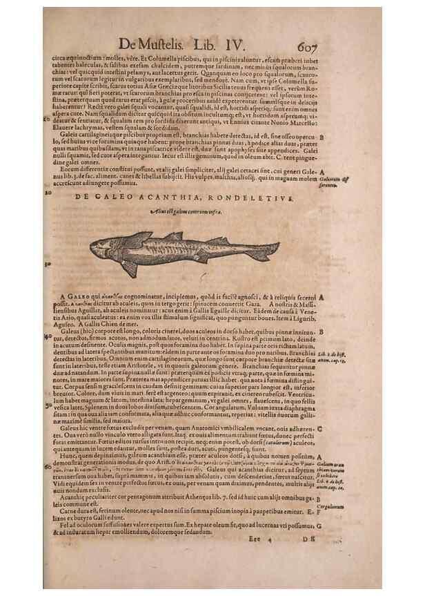 Reproducción/Reproduction 14948309454: Conradi Gesneri medici Tigurini Historiae animalium liber IV :. Francofurti :In Bibliopolio Andreae Cambieri,anno MDCIIII [1604]