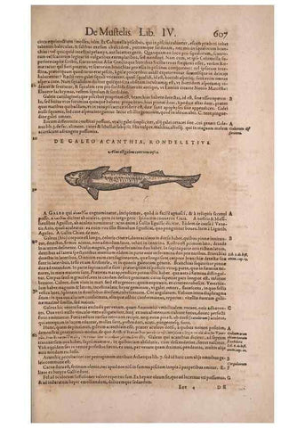 Reproducción/Reproduction 14948309454: Conradi Gesneri medici Tigurini Historiae animalium liber IV :. Francofurti :In Bibliopolio Andreae Cambieri,anno MDCIIII [1604]