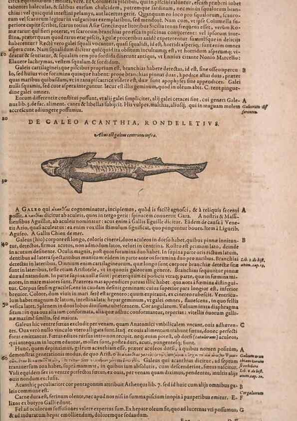 Reproducción/Reproduction 14948309454: Conradi Gesneri medici Tigurini Historiae animalium liber IV :. Francofurti :In Bibliopolio Andreae Cambieri,anno MDCIIII [1604]