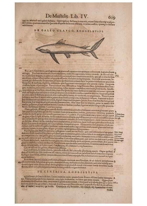 Reproducción/Reproduction 14948891523: Conradi Gesneri medici Tigurini Historiae animalium liber IV :. Francofurti :In Bibliopolio Andreae Cambieri,anno MDCIIII [1604]
