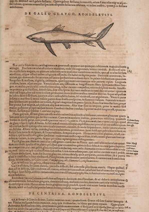 Reproducción/Reproduction 14948891523: Conradi Gesneri medici Tigurini Historiae animalium liber IV :. Francofurti :In Bibliopolio Andreae Cambieri,anno MDCIIII [1604]