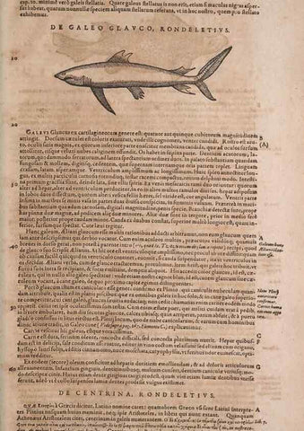 Reproducción/Reproduction 14948891523: Conradi Gesneri medici Tigurini Historiae animalium liber IV :. Francofurti :In Bibliopolio Andreae Cambieri,anno MDCIIII [1604]
