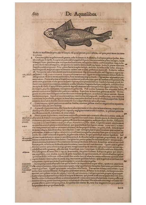 Reproducción/Reproduction 15569067805: Conradi Gesneri medici Tigurini Historiae animalium liber IV :. Francofurti :In Bibliopolio Andreae Cambieri,anno MDCIIII [1604]