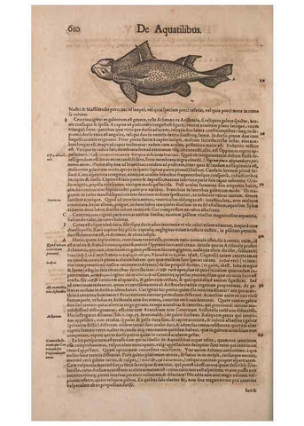 Reproducción/Reproduction 15569067805: Conradi Gesneri medici Tigurini Historiae animalium liber IV :. Francofurti :In Bibliopolio Andreae Cambieri,anno MDCIIII [1604]