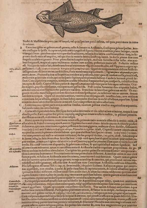 Reproducción/Reproduction 15569067805: Conradi Gesneri medici Tigurini Historiae animalium liber IV :. Francofurti :In Bibliopolio Andreae Cambieri,anno MDCIIII [1604]