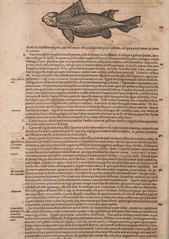 Reproducción/Reproduction 15569067805: Conradi Gesneri medici Tigurini Historiae animalium liber IV :. Francofurti :In Bibliopolio Andreae Cambieri,anno MDCIIII [1604]