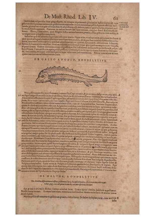 Reproducción/Reproduction 15382915948: Conradi Gesneri medici Tigurini Historiae animalium liber IV :. Francofurti :In Bibliopolio Andreae Cambieri,anno MDCIIII [1604]