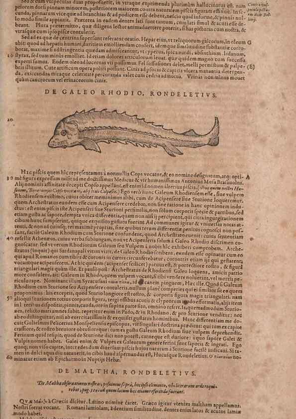 Reproducción/Reproduction 15382915948: Conradi Gesneri medici Tigurini Historiae animalium liber IV :. Francofurti :In Bibliopolio Andreae Cambieri,anno MDCIIII [1604]