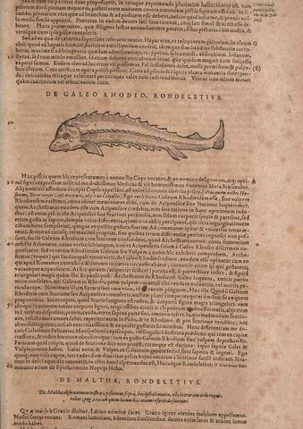 Reproducción/Reproduction 15382915948: Conradi Gesneri medici Tigurini Historiae animalium liber IV :. Francofurti :In Bibliopolio Andreae Cambieri,anno MDCIIII [1604]