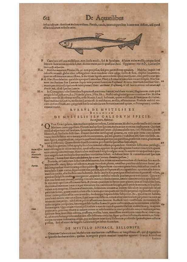 Reproducción/Reproduction 15545366376: Conradi Gesneri medici Tigurini Historiae animalium liber IV :. Francofurti :In Bibliopolio Andreae Cambieri,anno MDCIIII [1604]