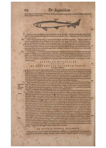 Reproducción/Reproduction 15545366376: Conradi Gesneri medici Tigurini Historiae animalium liber IV :. Francofurti :In Bibliopolio Andreae Cambieri,anno MDCIIII [1604]