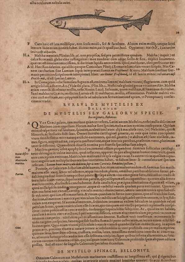 Reproducción/Reproduction 15545366376: Conradi Gesneri medici Tigurini Historiae animalium liber IV :. Francofurti :In Bibliopolio Andreae Cambieri,anno MDCIIII [1604]
