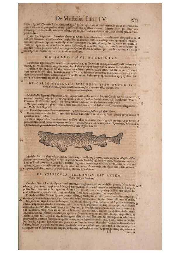 Reproducción/Reproduction 15382438719: Conradi Gesneri medici Tigurini Historiae animalium liber IV :. Francofurti :In Bibliopolio Andreae Cambieri,anno MDCIIII [1604]
