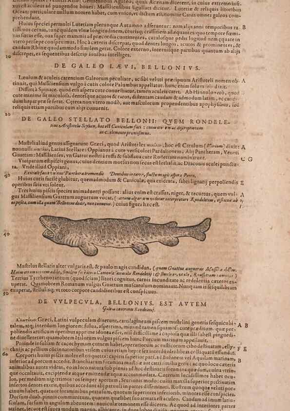 Reproducción/Reproduction 15382438719: Conradi Gesneri medici Tigurini Historiae animalium liber IV :. Francofurti :In Bibliopolio Andreae Cambieri,anno MDCIIII [1604]